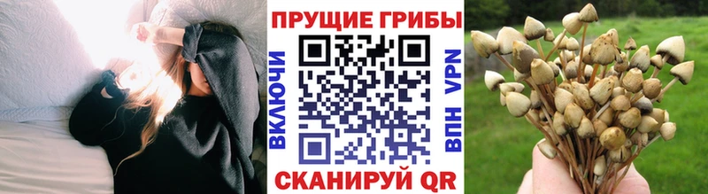 OMG вход  Рославль  Псилоцибиновые грибы Psilocybe 